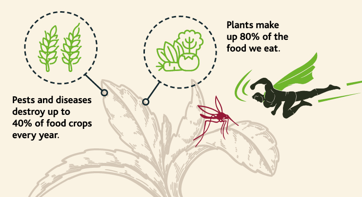 Image Description. Infographic. Plants make up 80% of the food we eat. Pests and diseases destroy up to 40% of food crops every year. End Description