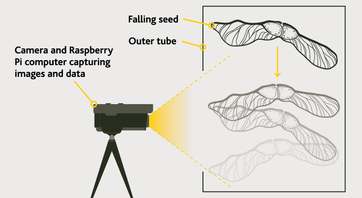 Image description: An illustration. A camera or raspberry Pi computer capturing images and data of a falling seed inside an outer tube. End description.