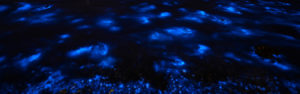 bioluminescent plankton in the sea