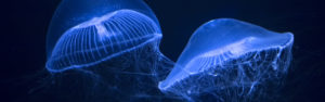 crystal jellyfish ‘glowing’ in the sea