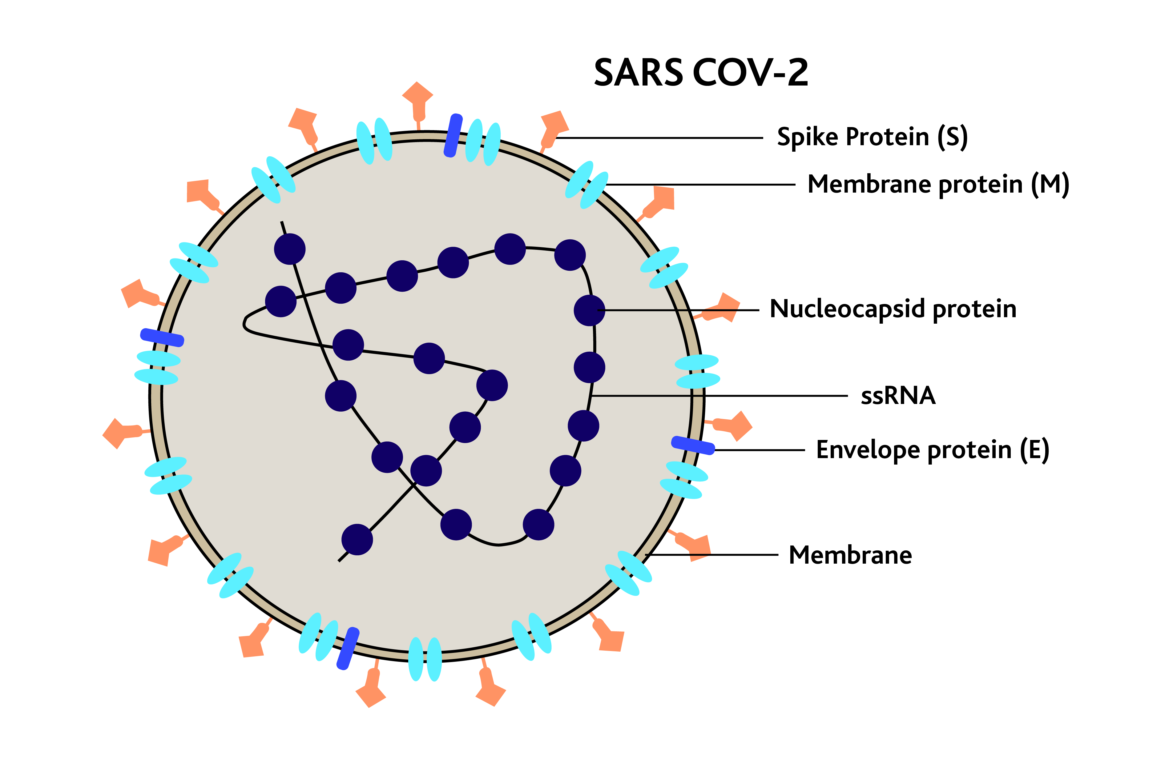 The SARS COV-2 Cell