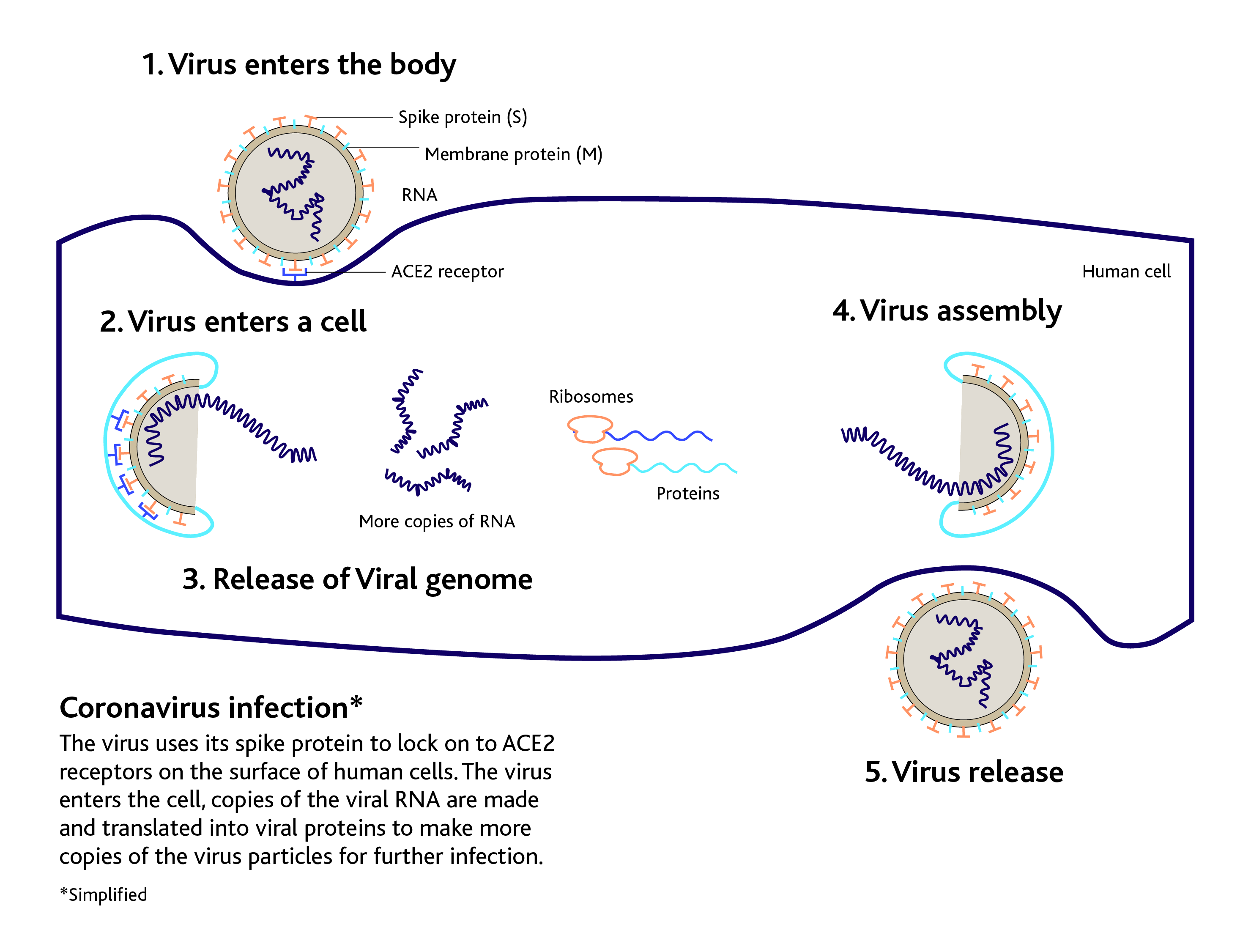 Illustration showing the binding of the virus to ACE-2 receptors activates the cell to engulf the virus. Once inside, the virus takes over the host cell machinery to make more copies of the virus RNA and envelope proteins. The assembled virus then exits the cell to infect other cells.