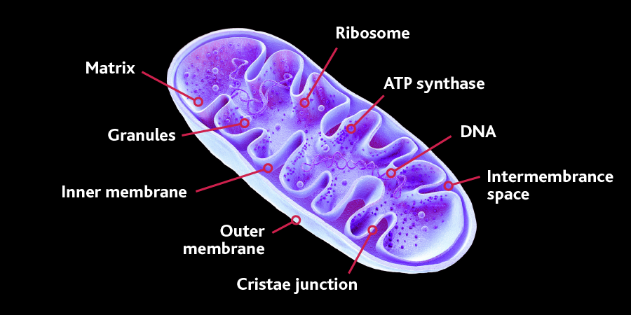 Mitochondria with labels for Matrix, Granules, Inner membrane, Outer membrane, Cristae junction, Ribosome, ATP synthase, DNA, Intermemberance space