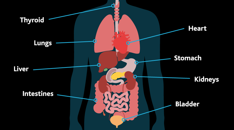 An illustration showing the internals of a human body. Labelled are thyroid, heart, stomach, kidneys, bladder, intestines, liver and lungs