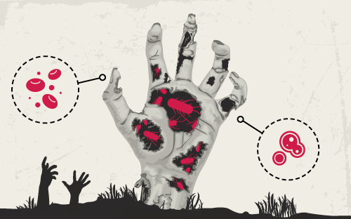 Image Description: Mobile version of the article banner. A comic-book style image of a zombie hand piercing through the ground. You can see catroony bacteria floating in the gaps in the skin. There are two circles that are suppose to magnify what's in the hand. Inside those circles are a cartoony image of a replicating cell and blood cells. End Description