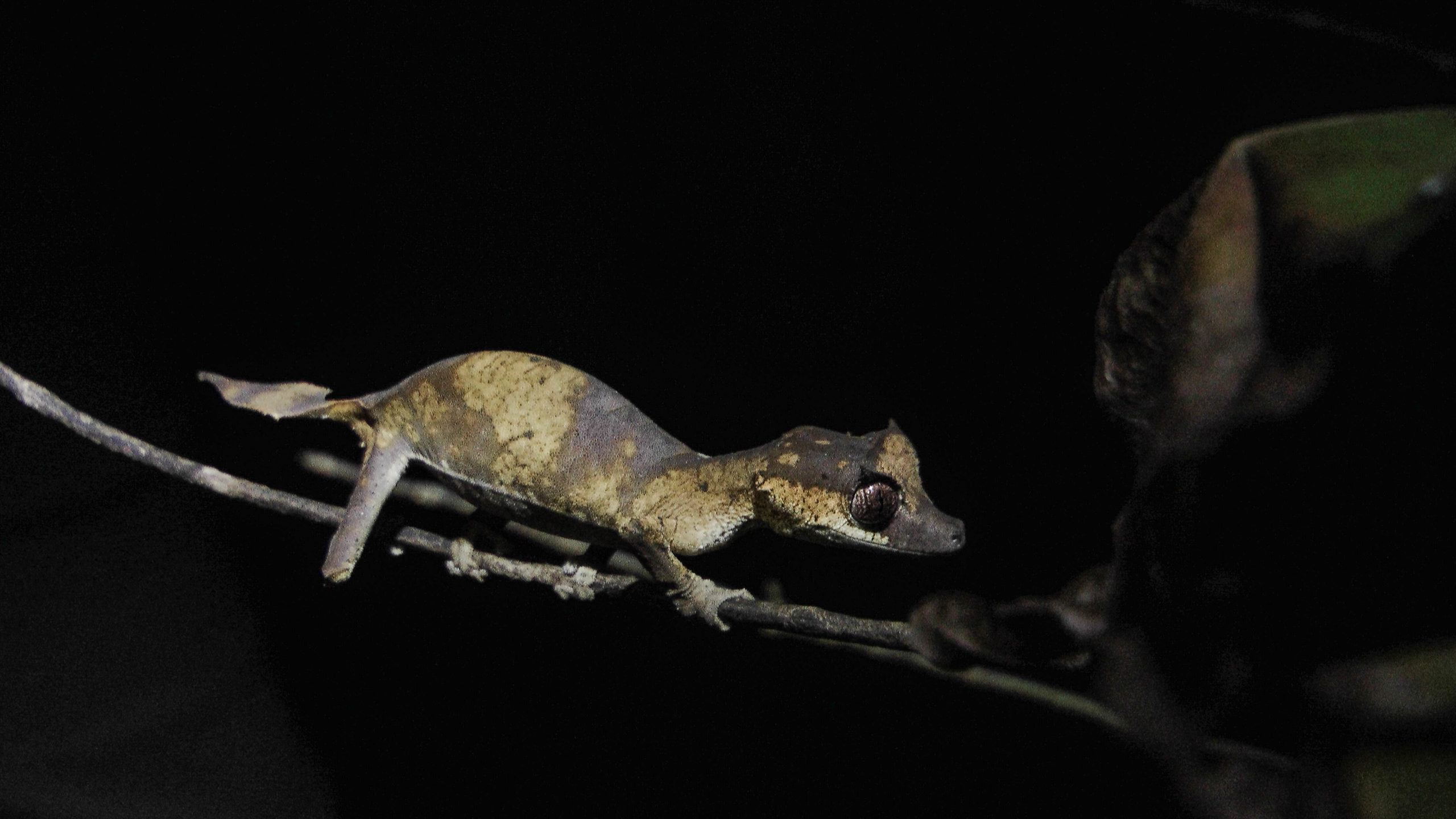A Leaf tailed gecko, holding onto a branch. The gecko is coloured brown and yellow, as tree bark