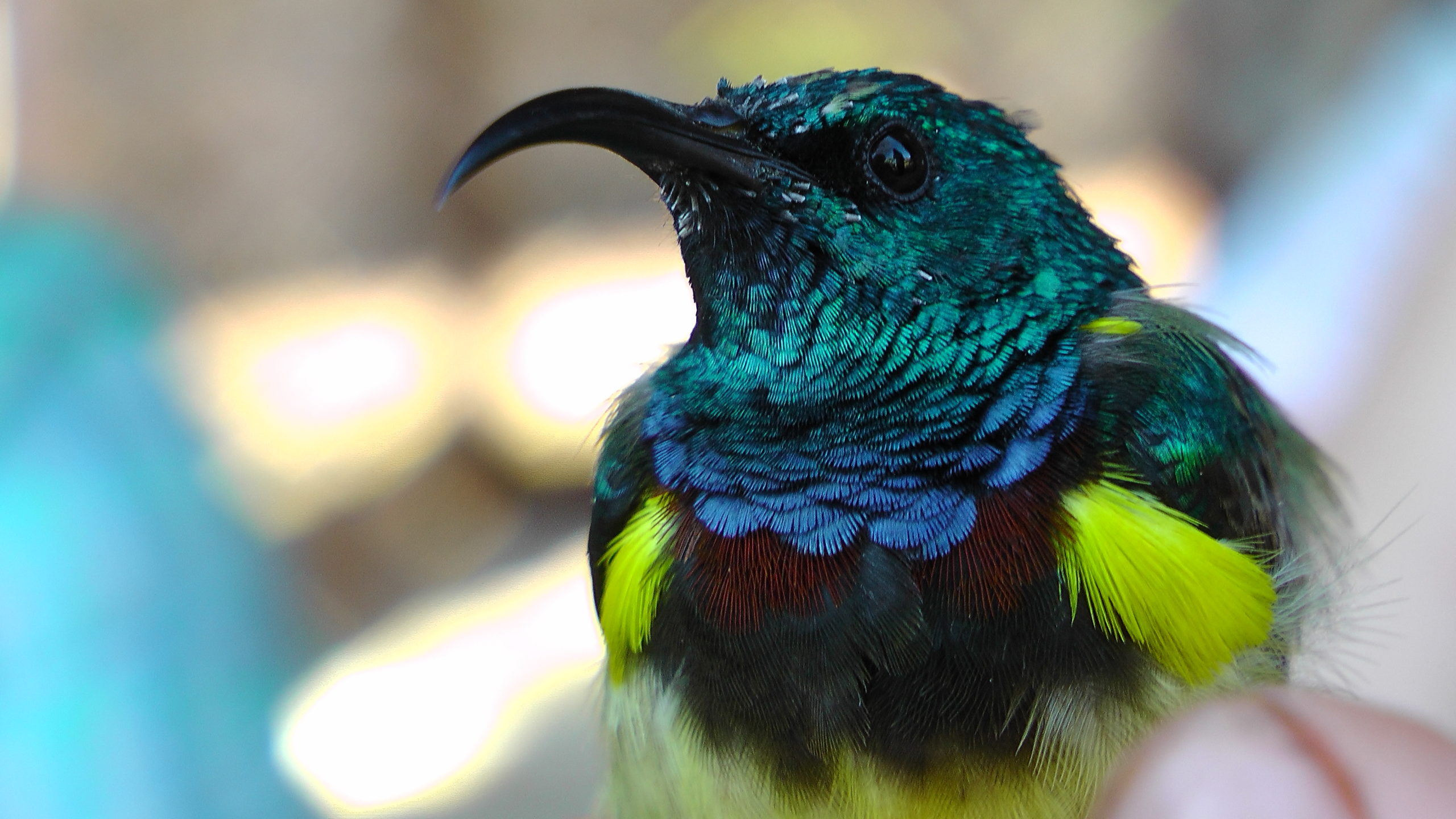 A Sunbird, its feathers are wonderful colours of yellows, blues, greens and browns