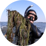 Richard Scrase in a wetsuit, with a sorkel and mask. He is holding seaweed.