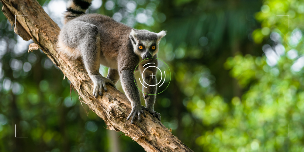 A lemur on a branch