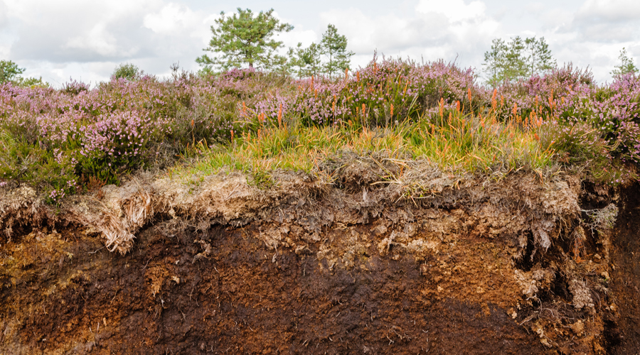 Cross-section of a peat bog showing heather and plants on top