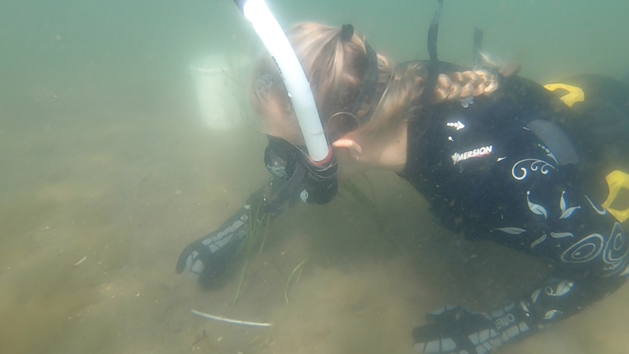 A person under wearing a wetsuit and snorkel, under water, gathering a sample from the sea bed