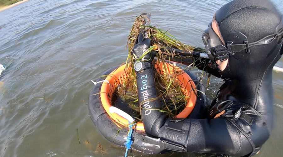 A person in a wetsuit standing in water with a basket full of seagrass