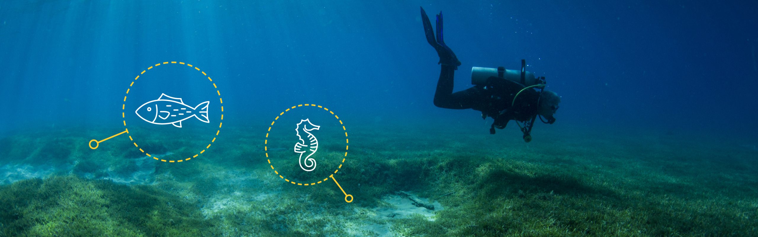 A person swimming near the ocean floor. The ocean floor is covered in sea grass. The person is in scuba equipment