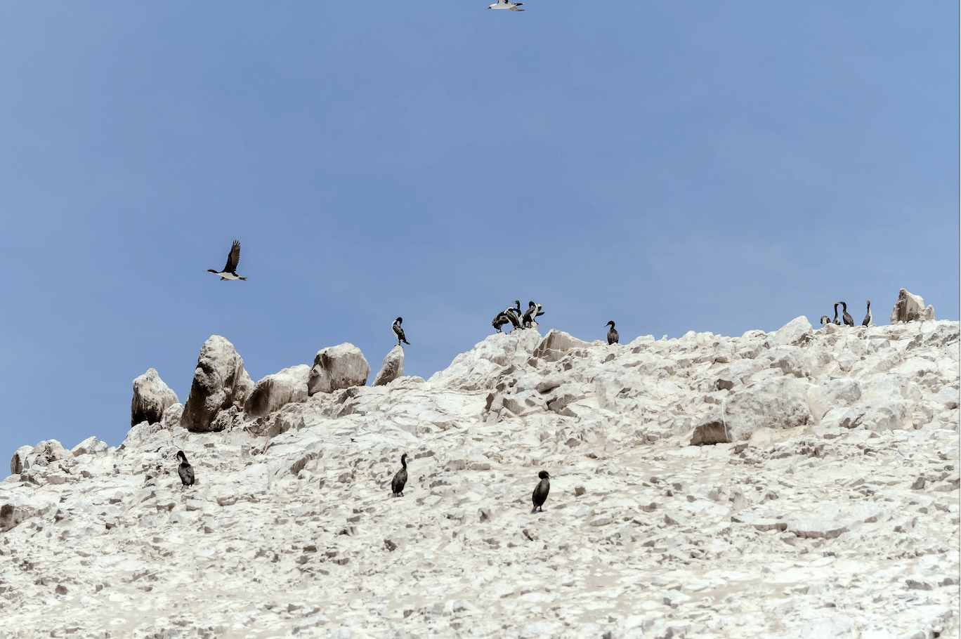 ormorant birds on the guano in one of the Ballestas Islands (Paracas, Peru)