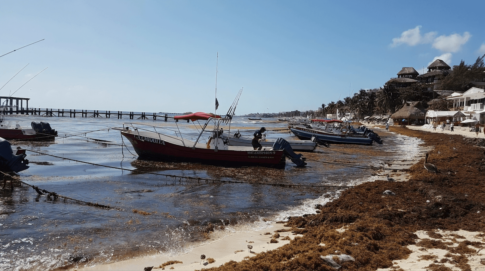 Sargassum on the Mexican shoreline