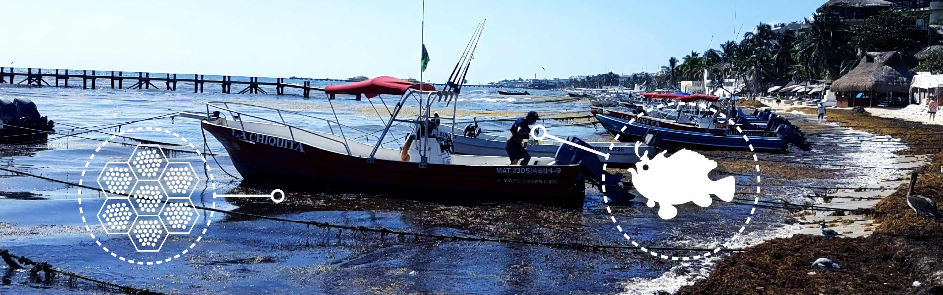 Seaweed boat