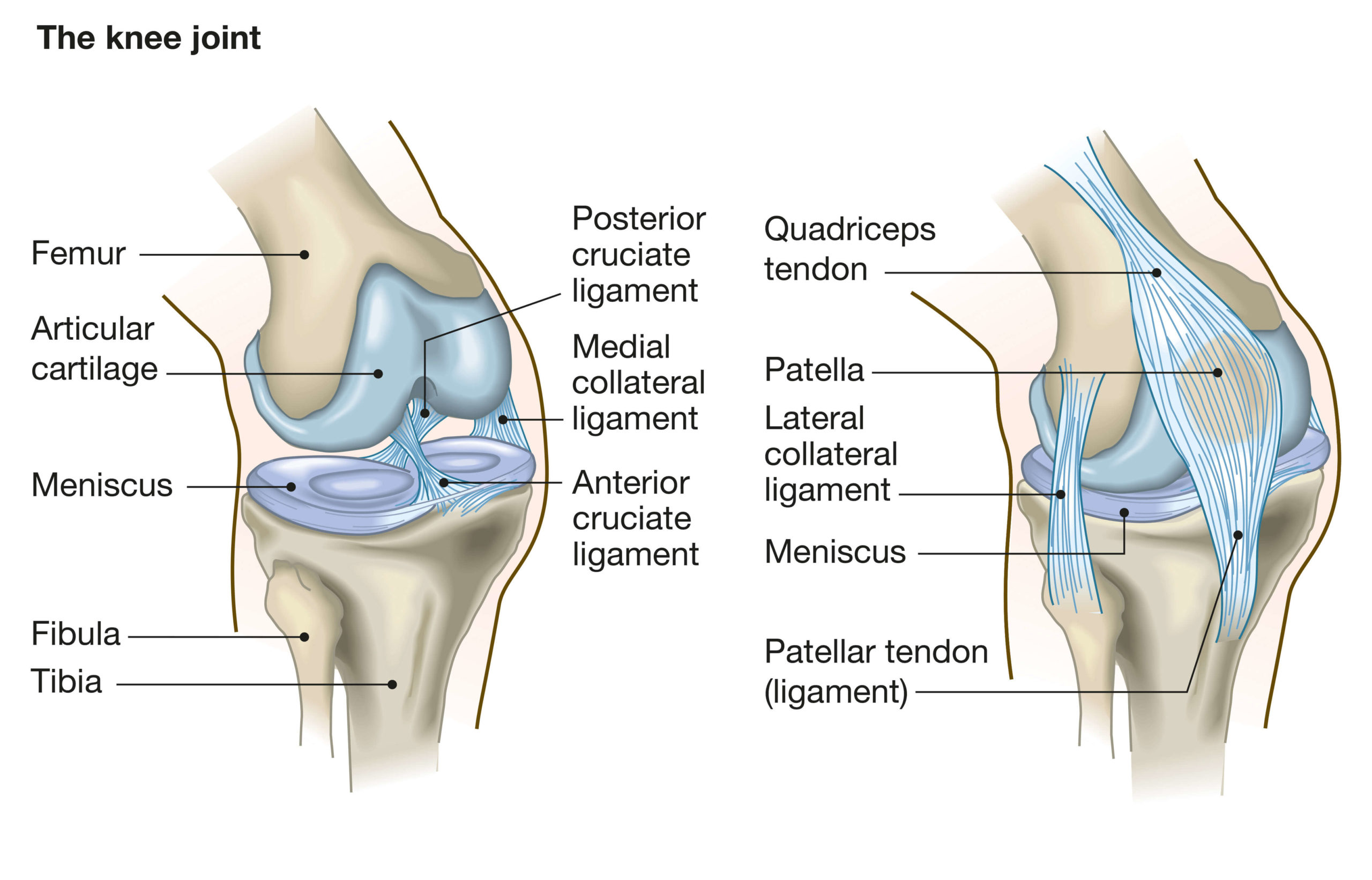 A marked up illustration of the knee joint