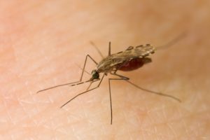 mosquito vectors of malaria, bloodfeeding